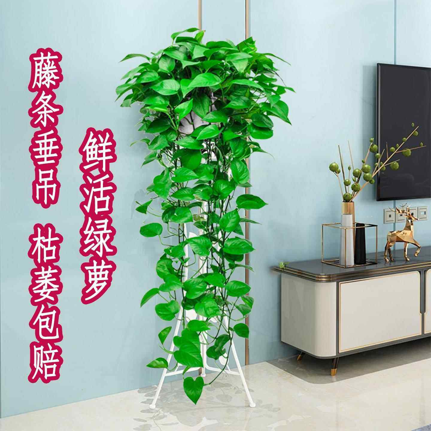 长藤绿萝室内盆栽壁挂绿植垂吊兰空调悬挂爬藤植物水培绿箩大叶