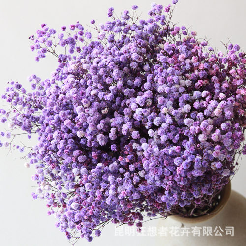 A级永生满天星干花400g伊洛斯自
