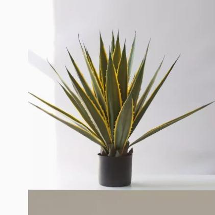 北欧ins绿植龙舌兰盆栽多肉植物造景凤尾兰客厅橱窗落地装饰