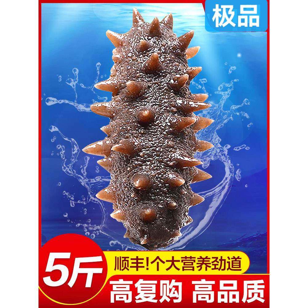 大连海参即食刺鲜活淡干海渗辽参年干货野生海生500g特价旗舰装袋