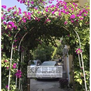 黄菜园拱门邮丝瓜藤蔓搭架爬葡萄家庭蔬菜瓜架攀爬花架藤包月季用