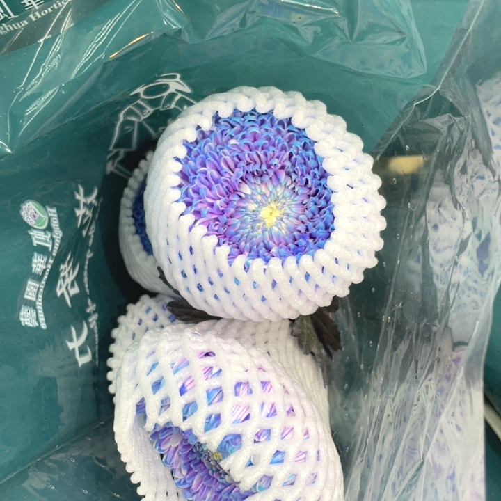 粉蓝紫色牡丹菊5支 不包邮