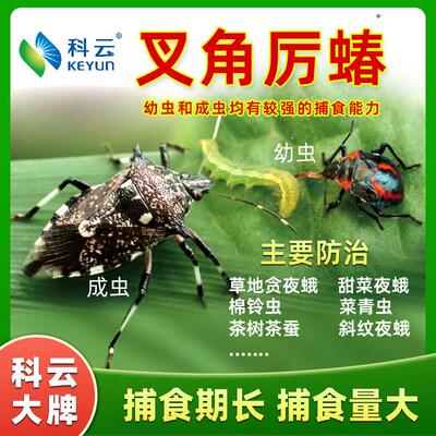 叉角厉蝽天敌昆虫生物防治捕杀蔬菜草地贪夜蛾斜纹夜蛾菜青虫农用