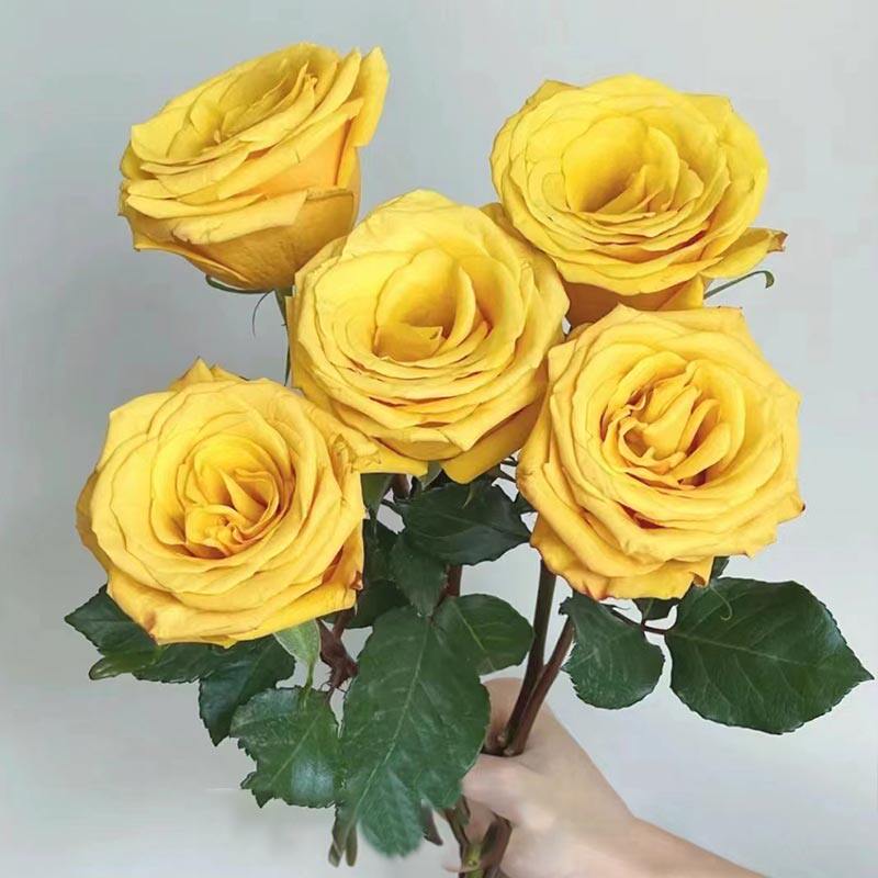 厄瓜多尔进口高端鲜花速递BUMBLE BEE大黄蜂玫瑰花鲜切花新品10支 - 实物图