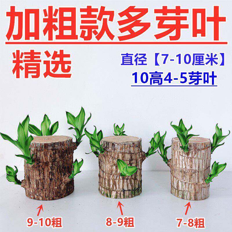 巴西木带芽带叶子多芽粗的粗壮款大直径巨无霸水培懒人绿植开 花