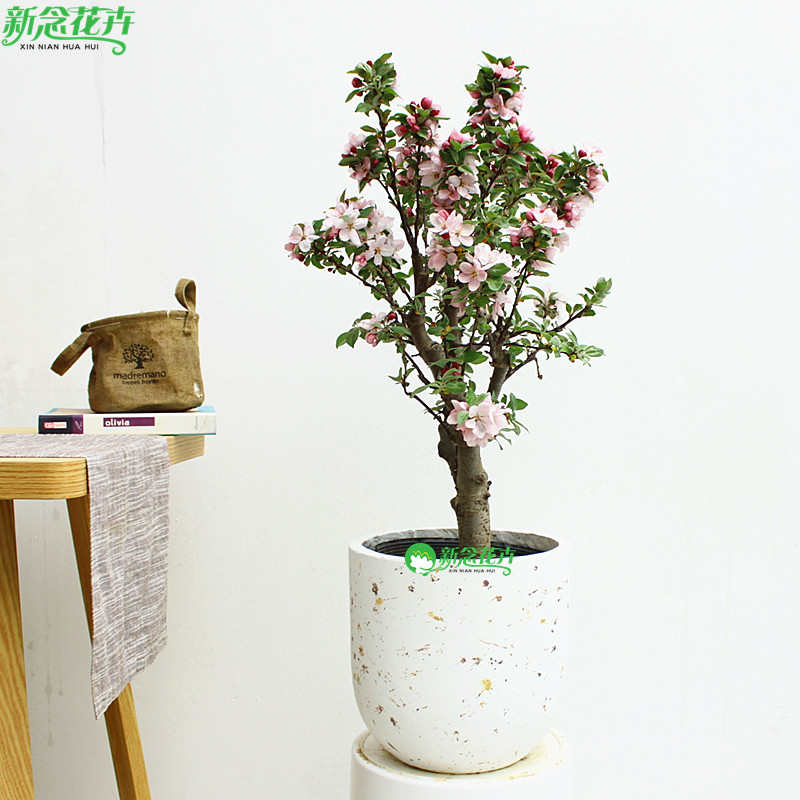 木本海棠花盆栽 多年生木本花卉 开花植物耐严寒适合露天阳台观赏