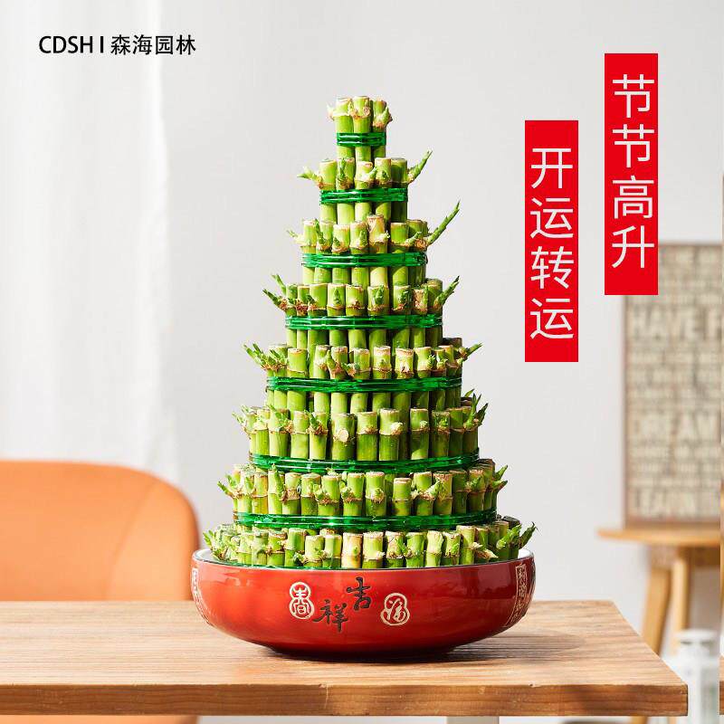 节节高富贵竹塔水培水养植物盆栽竹子观音竹发财富贵竹宝塔竹成都
