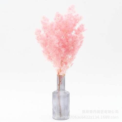 永生蓬莱松圣诞松礼盒玻璃罩材diy花材雪松浮游花摄影道具