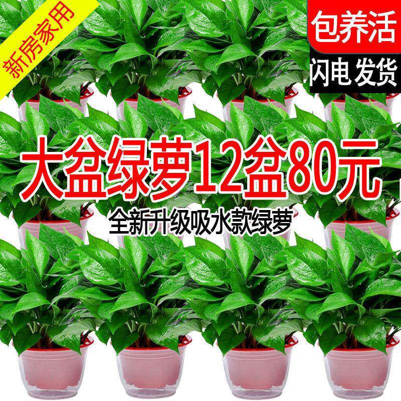 绿箩植物室内吸甲醛新房家用除甲醛绿萝盆栽水培绿箩绿植好养包活