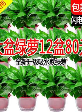 绿箩植物室内吸甲醛新房家用除甲醛绿萝盆栽水培绿箩绿植好养包活