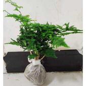 唐山矮文竹云竹盆栽文竹绿植净化空气植物文竹苗办公室花卉小盆景