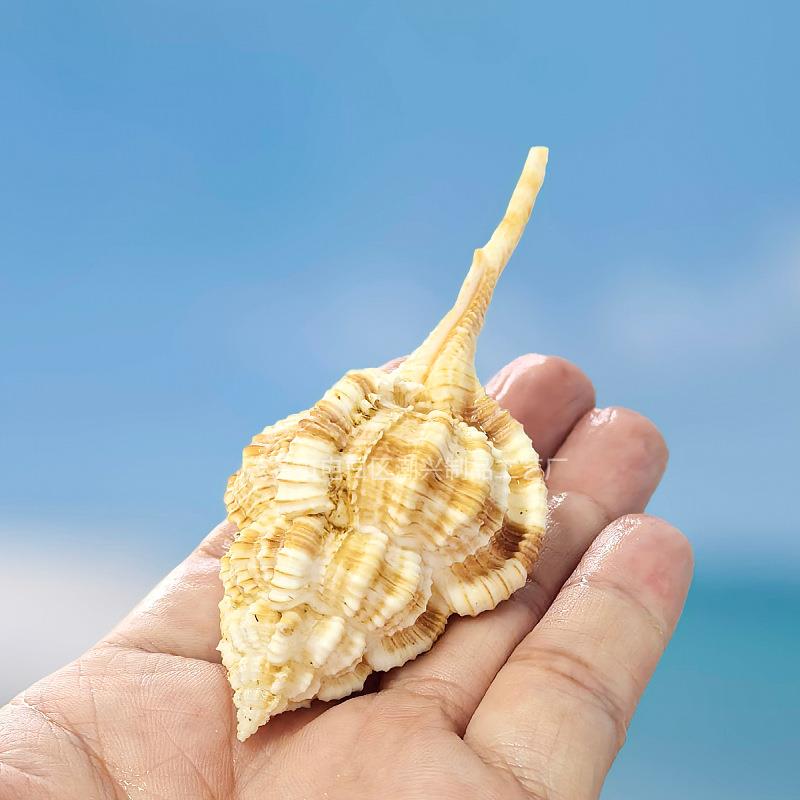 赖户螺天然缸稀海有螺贝壳鱼水族骨造景地中海家居收藏品海洋珊瑚图片