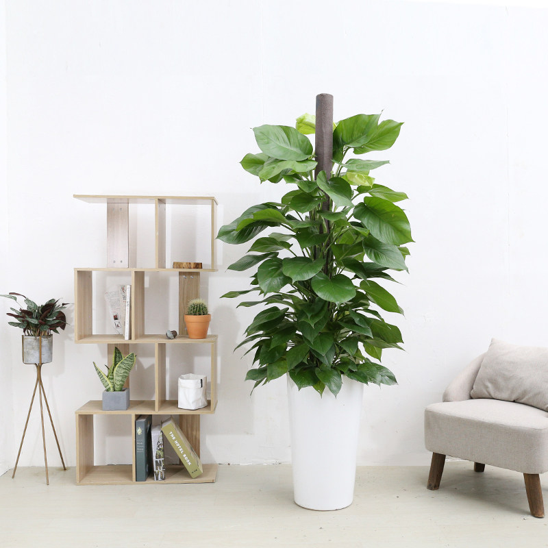 芳心草大盆绿萝盆栽植物室内大型绿植吸甲醛大叶绿箩鲜花速递同城