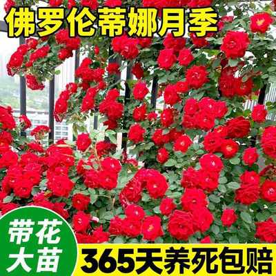 佛罗伦蒂娜月季弗洛伦墙微花树大苗爬藤花卉四季开蔷薇玫瑰花盆栽