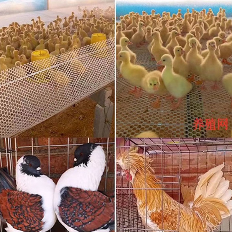 白色塑料养殖塑胶养蜂阳台塑料网