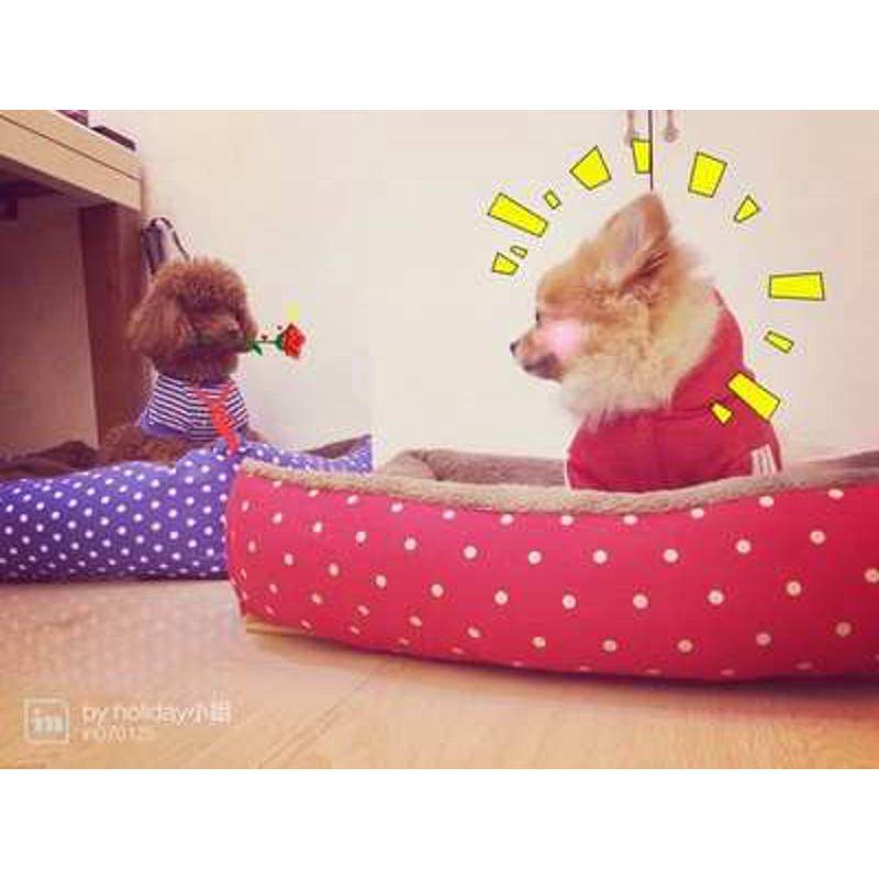 狗窝全拆洗泰迪萨摩耶大号金毛宠物窝猫窝狗床垫子比熊狗狗用品,宠物/宠物食品及用品,狗窝/屋/帐篷/沙发,淘宝优惠券,粉丝福利购,淘宝优惠卷