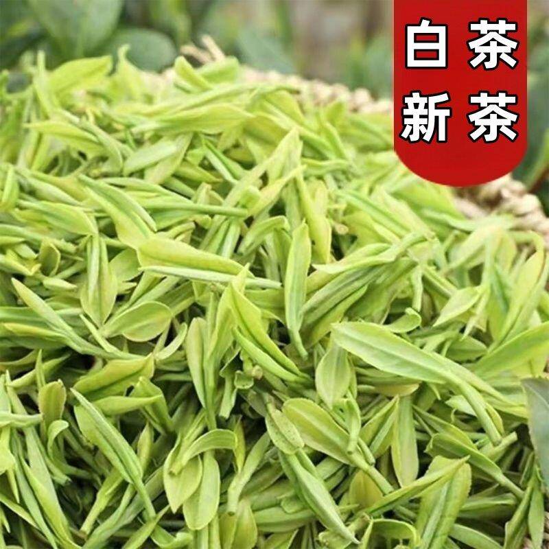 安吉产白茶【一斤】新茶明前正宗珍稀白茶叶兰花香型小嫩芽