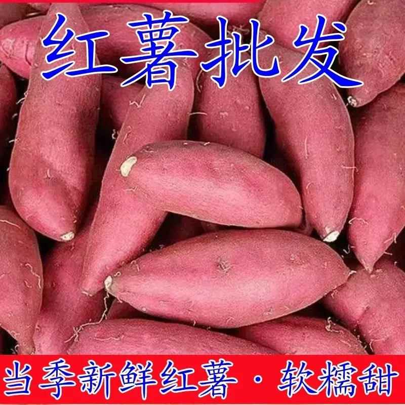 河南新鲜现挖黄心龙九红薯软糯香甜营养丰富农家手工优质红薯