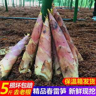 生竹笋新鲜现挖福建冬笋雷竹笋春笋尖农家蔬菜黄泥竹笋去老根5斤