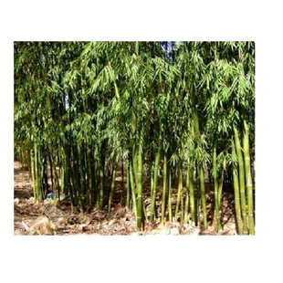 饰新 竹编簸箕竹制品家用大号簸箕底部加固晾晒全竹子纯手工竹扁装
