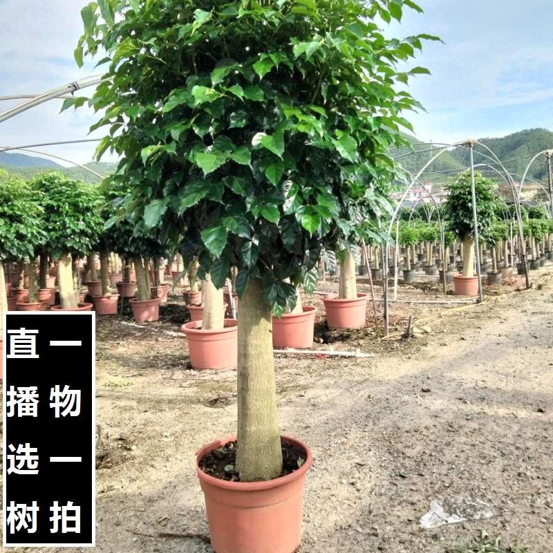 老桩特粗单杆绿宝幸福树1.8米—2米大型室内绿植