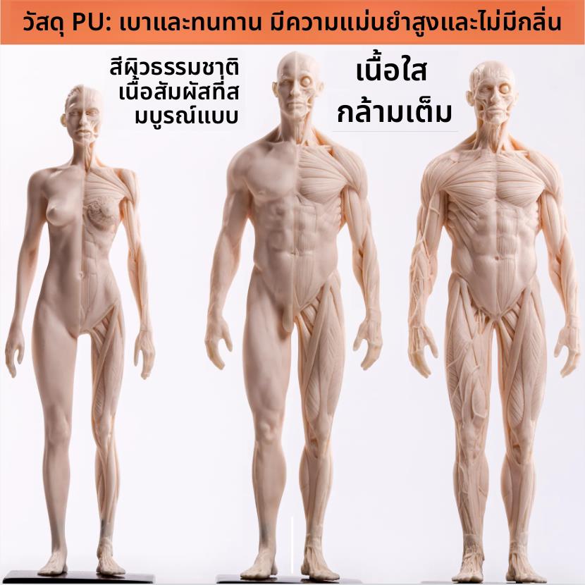 绘画临摹人体雕塑人体结构CG参考模型 艺用人体肌肉骨骼模型美术