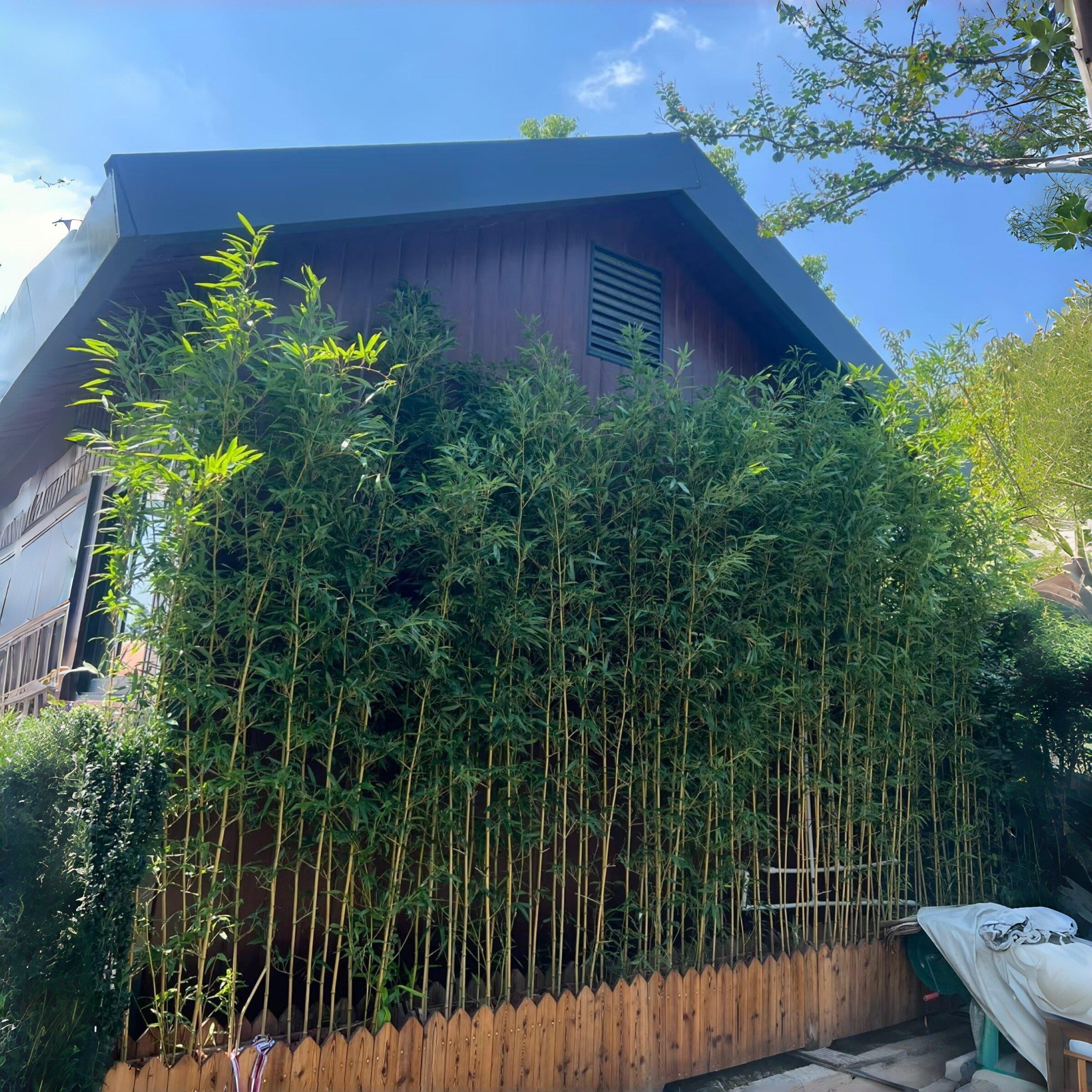 彷真竹子造景室内屏风隔断装饰假竹子室内外造景商场橱窗竹子摆件