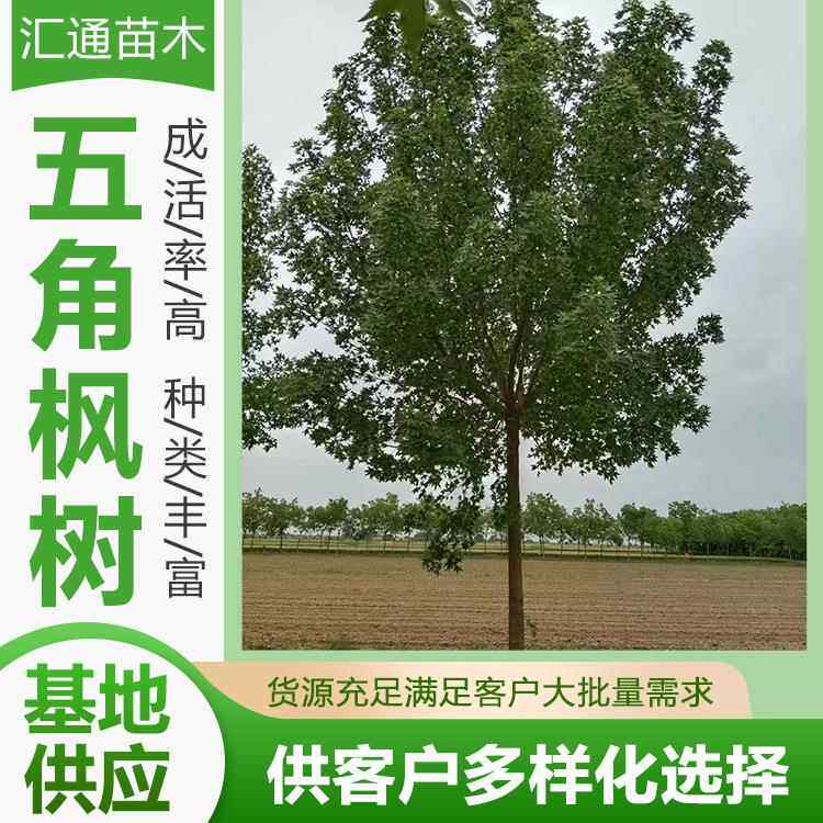 五角枫工程绿化苗木风景树丛生五角枫绿色系园林绿化工程乔木现货