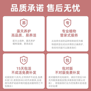 克里斯蒂娜公爵夫人/尘世天使月季阳台盆栽丰花抗病浓香户外地栽