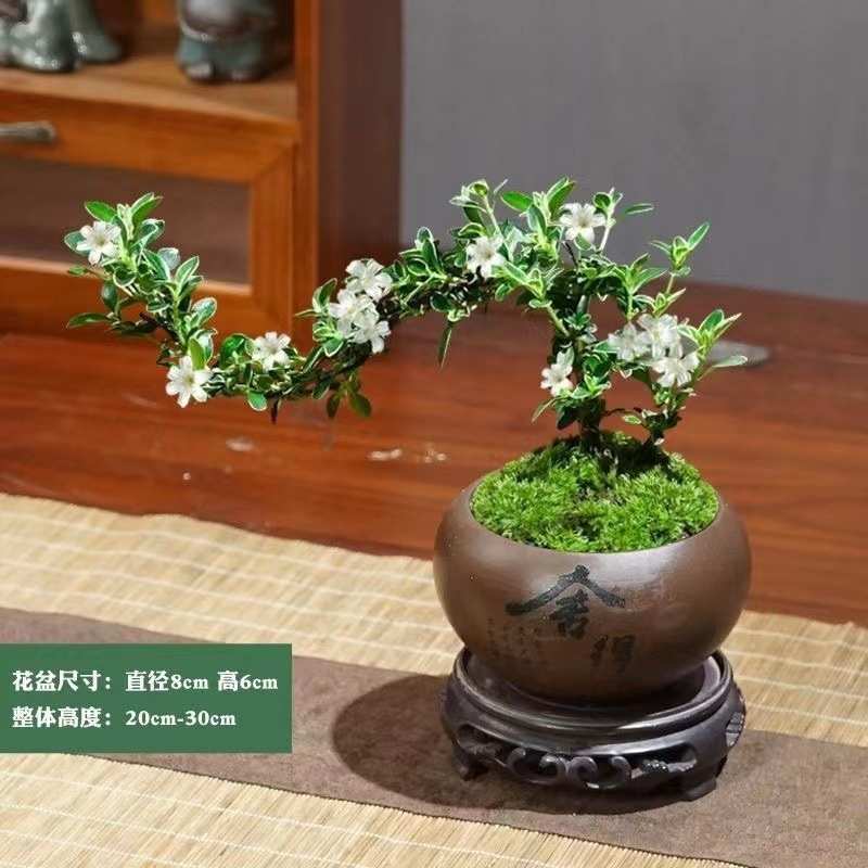 造型悬崖六月雪老桩盆栽盆景植物室内花卉办公室桌面好养