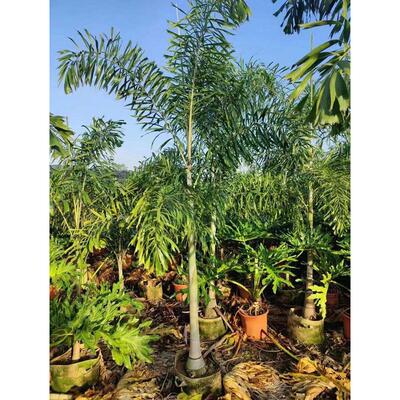 狐尾椰子树热带雨淋大型绿植庭院室外暴晒植物四季常青盆栽棕榈树