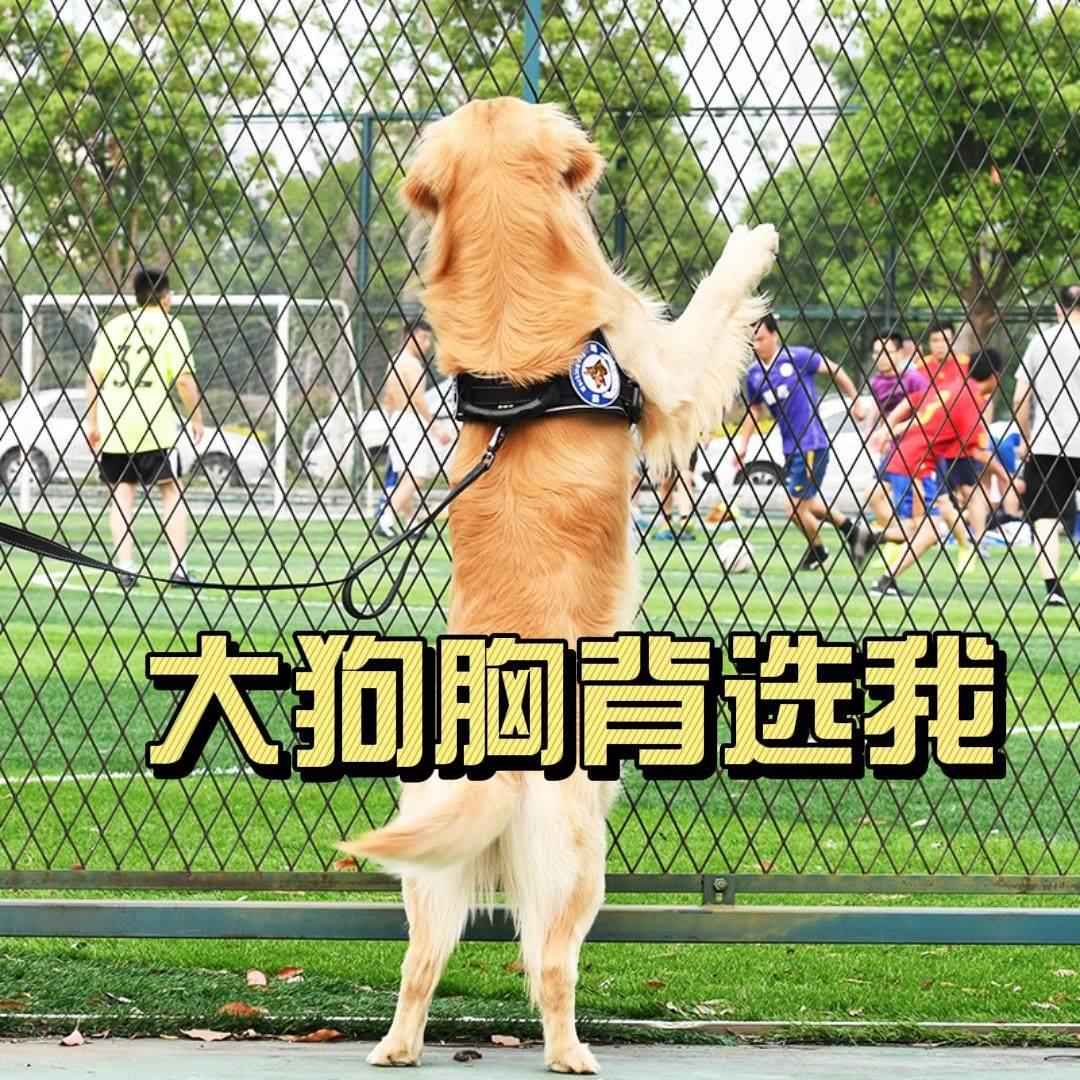 Chukchi金毛牵引绳大型犬胸抱婴袋背心式狗绳防爆冲外出遛抱婴袋