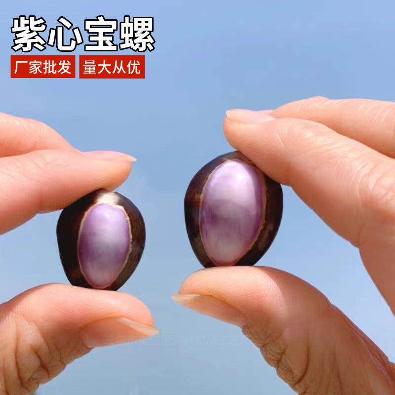 小海螺天然贝壳紫心宝螺标本收藏鱼缸造景装饰多肉盆栽微景观材料