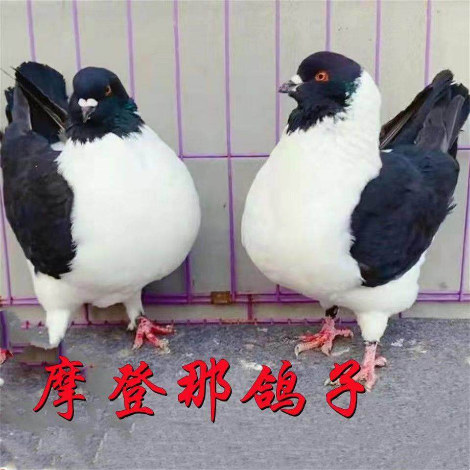 鸽子活物公母一对活体观赏鸽小体三色摩登那黄熊猫鸽青年幼鸽崽子