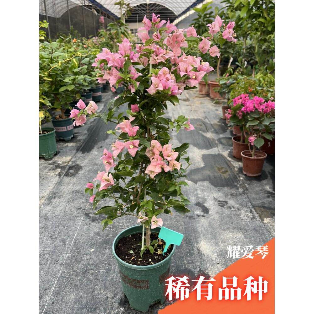 三角梅带花盆栽绿樱爬藤重瓣老桩庭院开花大苗红樱安格斯庭院植物