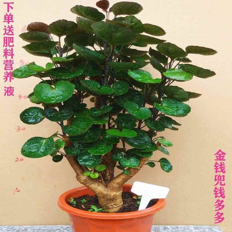 金钱兜福禄桐盆栽室内客厅圆叶钱多多植物金钱桐发财树绿植花卉