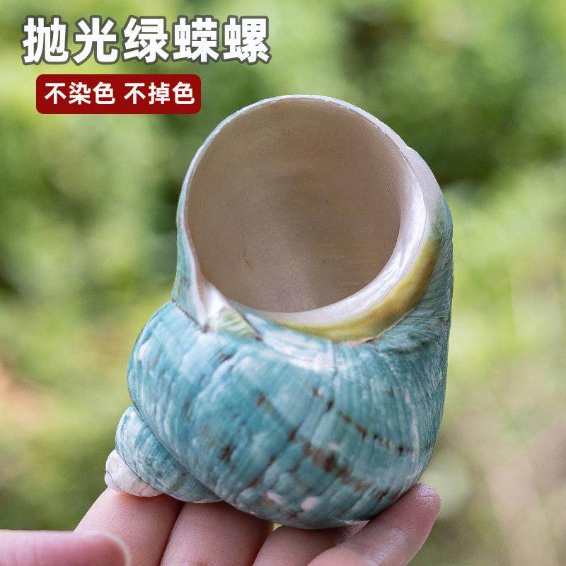 天然海螺贝壳抛光绿蝾螺寄居蟹壳大口径水族鱼缸造景家居摆件收藏图片