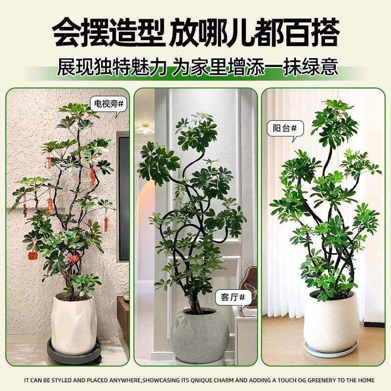 鸭脚木室客厅大盆栽内落地式大型掌造型鸭木鹅柴四季常造型鸭脚掌