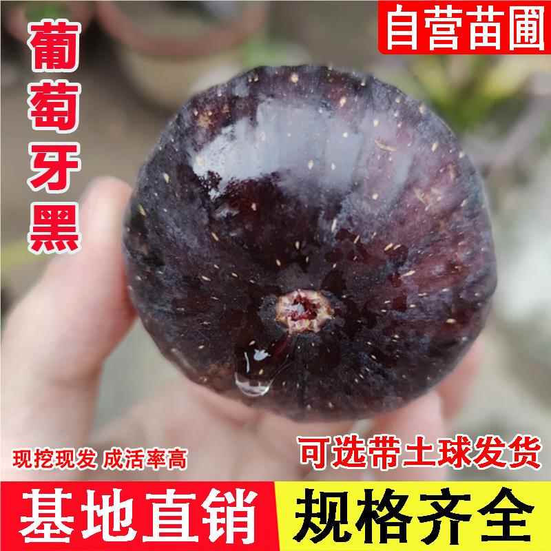 葡萄牙黑无花果树苗特大紫果红心抗寒无花果苗南北方种植当年结果