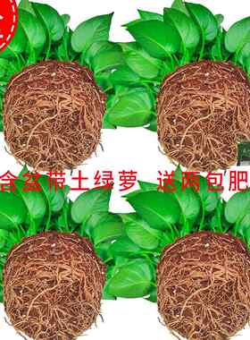 不含盆带土绿萝盆栽室内花大叶绿萝无含盆除甲醛室内花卉绿植水培