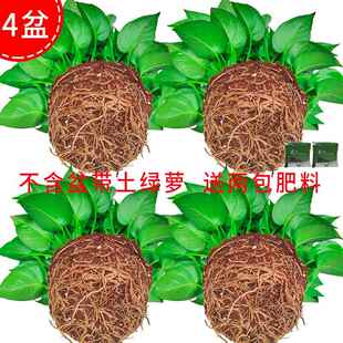 不含盆带土绿萝盆栽室内花大叶绿萝无含盆除甲醛室内花卉绿植水培