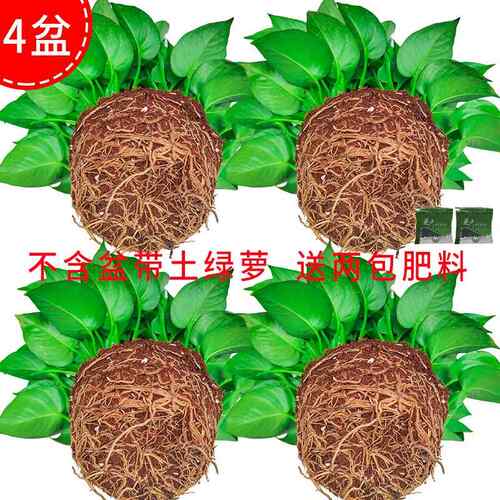 不含盆带土绿萝盆栽室内花大叶绿萝无含盆除甲醛室内花卉绿植水培