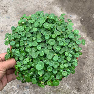 大盆銅錢草室內桌面綠植可水養銅錢草四季 辦公室盆栽花卉凈化空氣