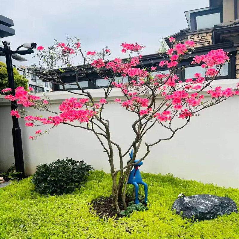 映山红盆栽树苗当年开花毛杜鹃花苗南方北方种植抗寒抗冻映山黄苗