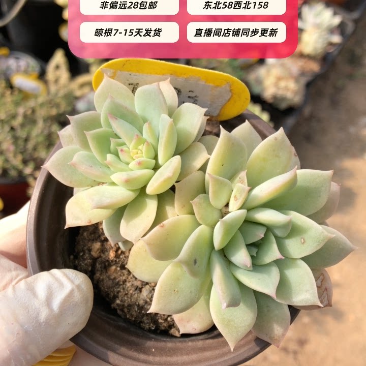 1193范女王整桩有桩一物一拍28包邮非偏远