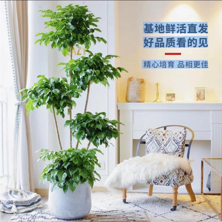 五层幸福树绿宝客厅大盆栽净化空气新家吸甲醛平安树四季常青植物