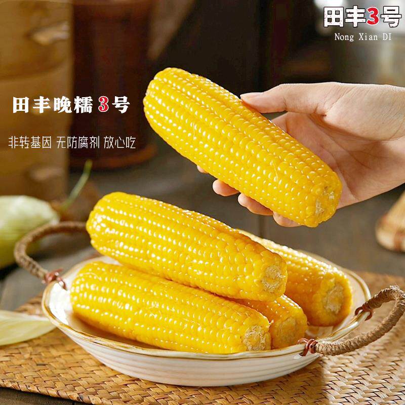 田丰3号东北黄糯玉米新鲜大棒粘黏苞米粗粮早餐健身主食真空包装