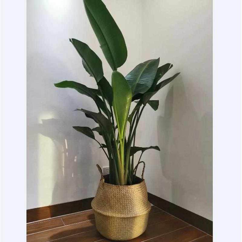 可折叠北欧草编织花篮家庭办公酒店干花花盆INS家居用品脏衣收纳,收纳整理,其他收纳篮,淘宝优惠券,粉丝福利购,淘宝优惠卷