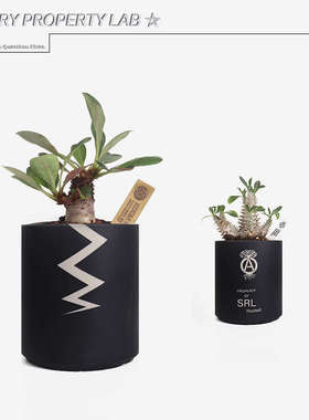 105直筒陶瓷龟甲龙惠比须笑大黑象牙宫潮流植物花盆植本钵SRL花盆