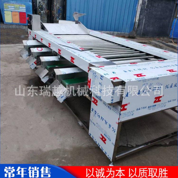厂家商用砂糖橘筛选设备多功能洋葱分拣机大型商用土豆分选机